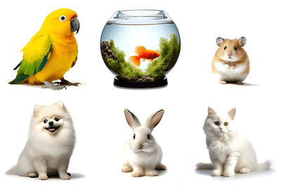 Birds & Small Animals | Trusted Care, Accessories & Habitat Essentials #2026