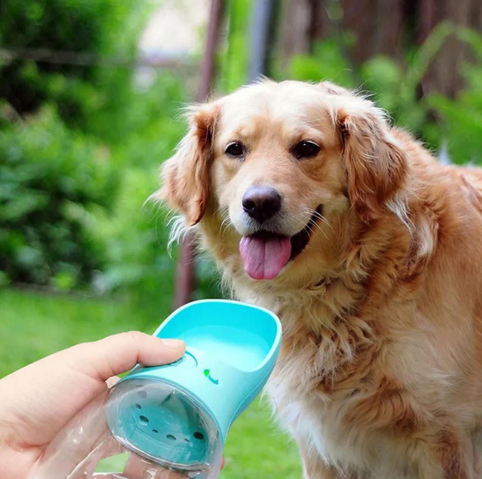 Dog standing next to a person holding a blue pet water bottle in an outdoor setting.
